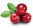 Cranberry