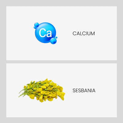 Ingredient