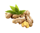 Ginger (Zingiber officinale)