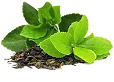 Green Tea Extract