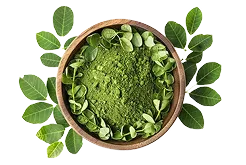 Moringa Leaf Extract 