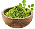 Moringa Oleifera