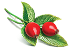 Rose Hips