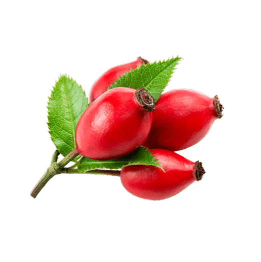 Rosehip