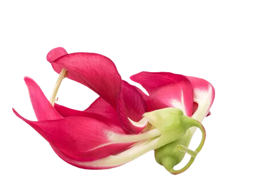 Sesbania extract