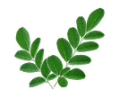 Moringa
