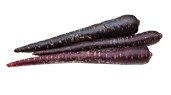 Black Carrot