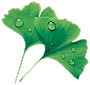  Ginkgo for 