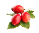 Rosehip for