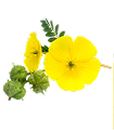 Tribulus for antioxidant support and