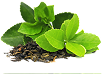 Green Tea Extract for